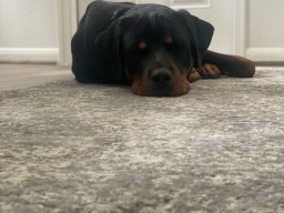 tyson 7